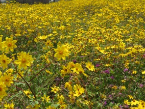 Field of meskel flowers